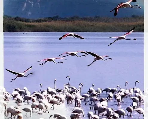Flamimgo