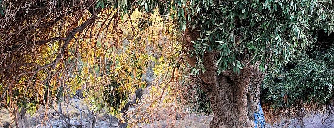 cover_ovlivetree12А